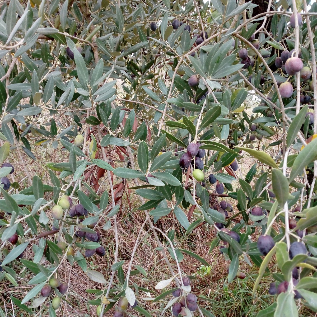 GioveStarlight's tweet photo. Il 20 ottobre iniziamo la raccolta delle olive #starlight_giove #Umbria #olive #raccolta https://t.co/LLeBA5rZJN