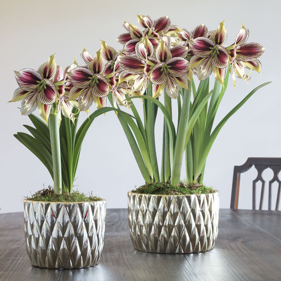 JacksonPerkins's tweet photo. The holidays wouldn't be the same without Amaryllis blooms. Whether as a stunning centerpiece or beaming from the mantel, it's a great gift for everyone on your list. Shop our Amaryllis Sale --> https://t.co/m7JmZzy0yx #GiveJP #JPGift #amaryllisblooms #christmasamaryllis https://t.co/APsaK1PB7y