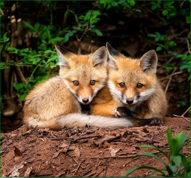 globalphotos200's tweet photo. #fox
#redfox
#earthcapture
#bbcearth
#mycanonstory
#canonfavpic
#thecanidproject
#foxesofinstagram
#yourshotphotographer
#wildplanet
#nature_brilliance
#nanapix
#all_animals_addiction
#ilovefoxes #urocyon #vulpesvulpes #foxeshappytogether #foxpet #sex #sexy #porn #porno #erotic https://t.co/WIrlfIzTAN