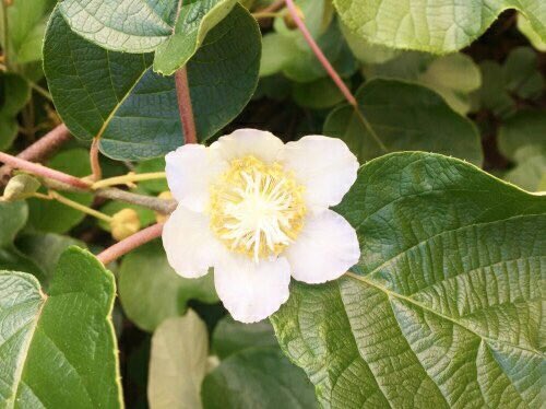 すべての花の画像 トップ100 キウイ 花言葉