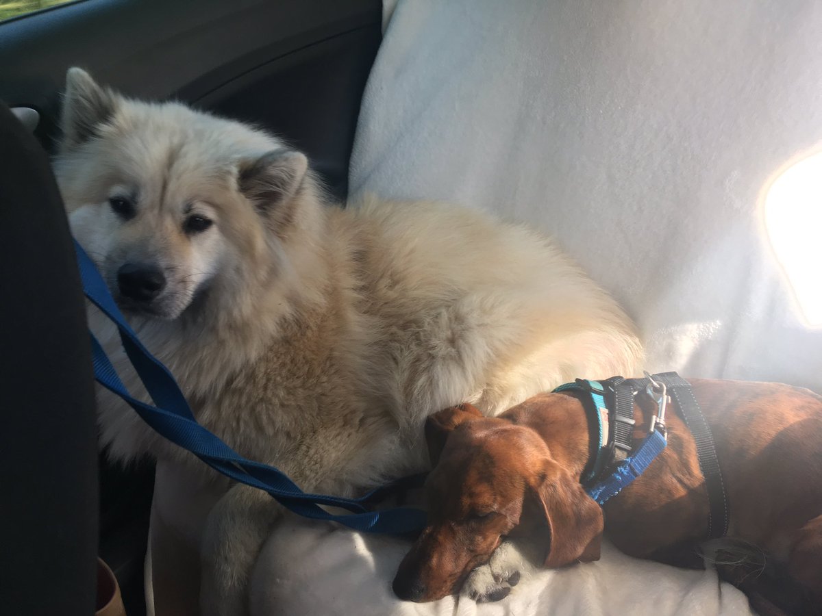 OranJadee's tweet photo. Listening to @BBCR1 #babyshark on the way to the beach https://t.co/GbXpMurm3f