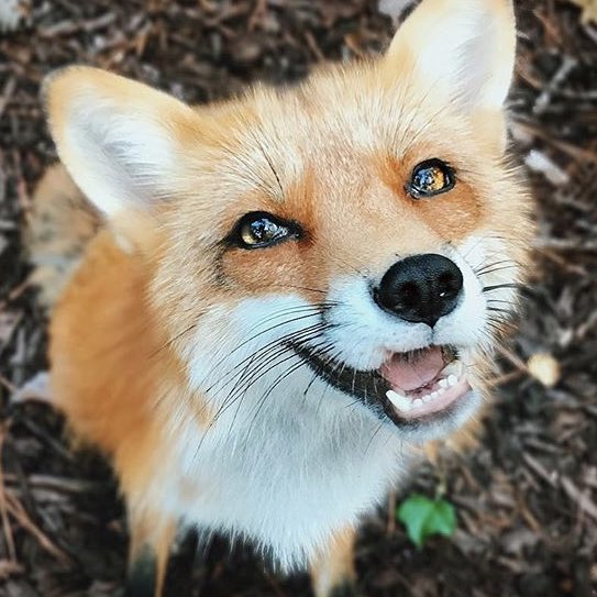 renjun the fox tweet media