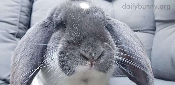 TheDailyBunny's tweet photo. So close you could almost boop bunny's nose through the screen: https://t.co/UprHmUuqwW https://t.co/QWSqeousOm