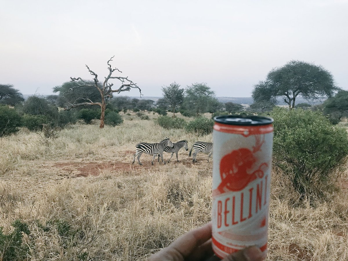 Ale_P31's tweet photo. Just sipping on a refreshing #InfiniteMonkey 🍑bellini while chasing a few sunsets &amp; cute zebras. 🦓🙈 @Infinite_Chimp, check out my last post ⬇️, taking Infinite Monkey wine to new heights. #ShamelessPromotion #CanDrinkAnywhere #Wine https://t.co/EQVdOwnFfX