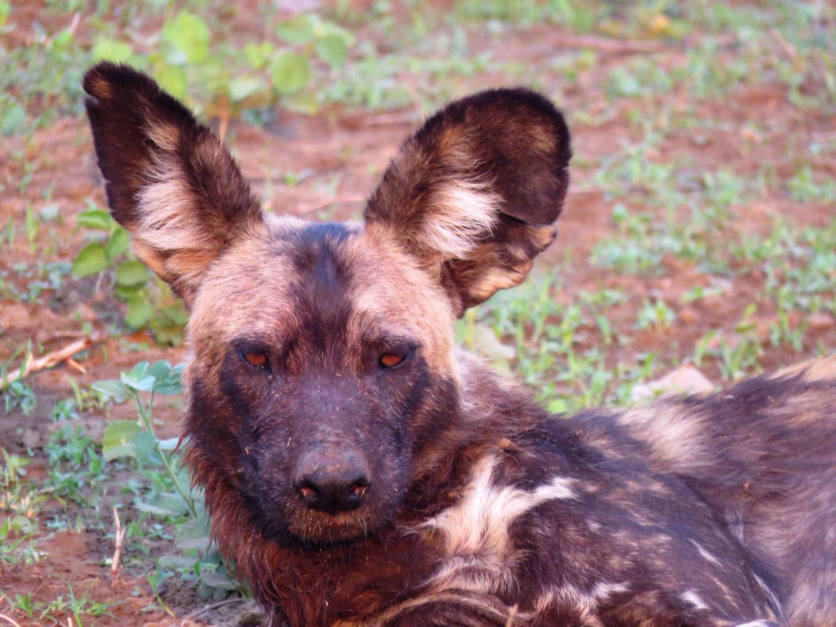 elisetempelhoff's tweet photo. .@BBCEarth @PW_Conservancy @BushlifeSafaris @CockroachFilms This one is for you, #NickLyon! One of your family members💚 #Dynasties #PaintedWolves #PaintedDogs (WildDogs) https://t.co/zLTCSVqVUP