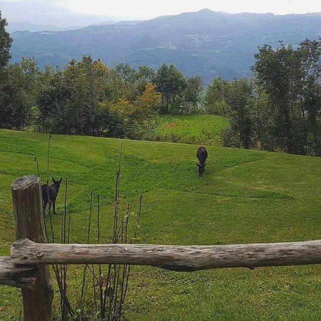 Ieri si è svolto il primo dei 2 giorni di educational tour sull'@anellopiccoledolomiti. Paesaggi, colori e natura scoperti con una passeggiata con gli asini dolcissimi di ciuchinando, accompagnati a tratti dal rumore della pioggia, protetti dalle foglie … ift.tt/2ObPwzB