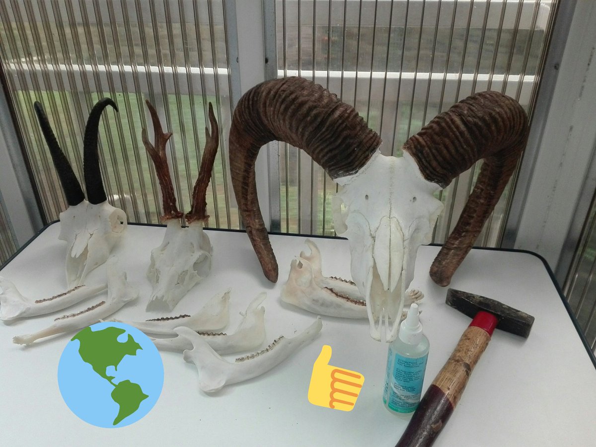 Waffenland_tv's tweet photo. Finaly prepared my trophies of my last hunting trip 🇸🇮🏔 #Slovenia #nothingescapesyou #browningarms #winchesteramo #steinermilitary #steineroptik https://t.co/b6tdhCQmXR