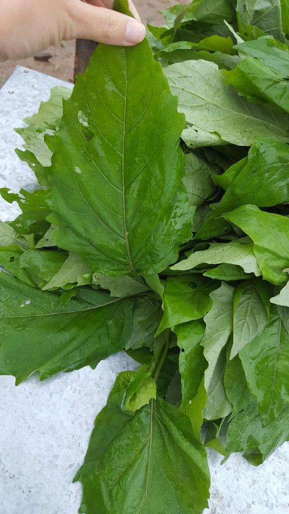 PacificDiets's tweet photo. Vanuatu has so many varieties of Island cabbage! Just go for it! https://t.co/9zeNwXknwz