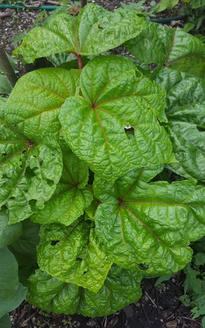 PacificDiets's tweet photo. Vanuatu has so many varieties of Island cabbage! Just go for it! https://t.co/9zeNwXknwz