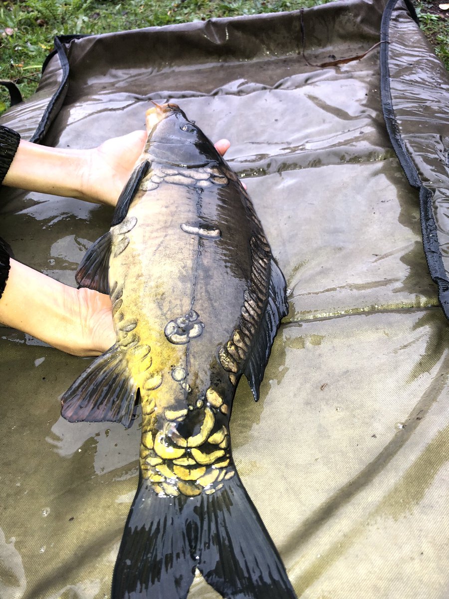 Keithcarps2's tweet photo. Had a fun few hours fishing with my son yesterday, didn’t let the rain put us off! It’s not all about the big carp. #youngcarper #futureofangling #carpfishing #fishinglife #fishingfamily #carpyshots https://t.co/DTKgPF6Wtp