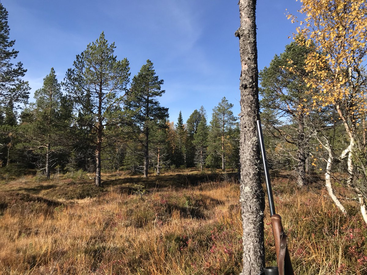 fribonde's tweet photo. Dagens post. #elgjakt #nosetothewind https://t.co/UzP4nxEnuQ