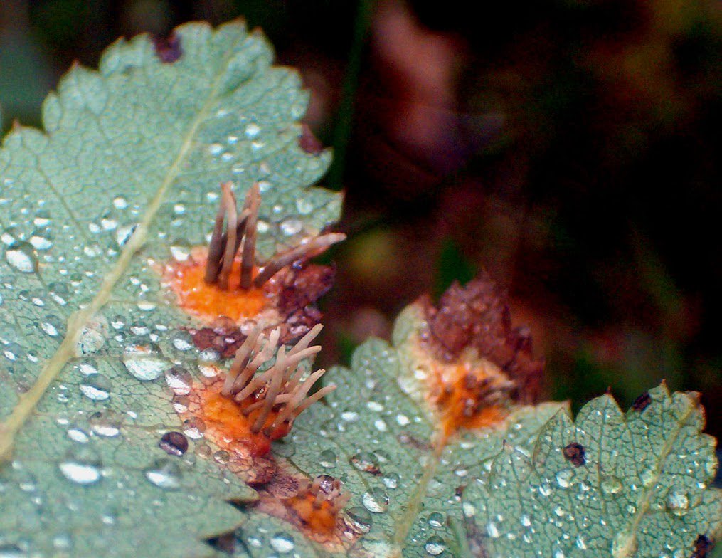 NatureScot's tweet photo. We have named 144,000 different types of #fungi in the World and are discovering about 2,000 new ones each year! We think more than 93% of species still remain to be discovered. #UKFungusDay @ukfungusday @scotfun #nature https://t.co/fg4rYwdxy2