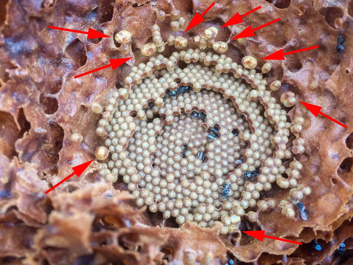 EcologyToby's tweet photo. Well, this stingless bee colony is about to go through some #princess dramas. 9 virgin queen cells, all close to emergence. And the colony has a current mated queen. Carnage there will be... Tetragonula carbonaria #bees #beekeeping https://t.co/t3bbRqOo3F
