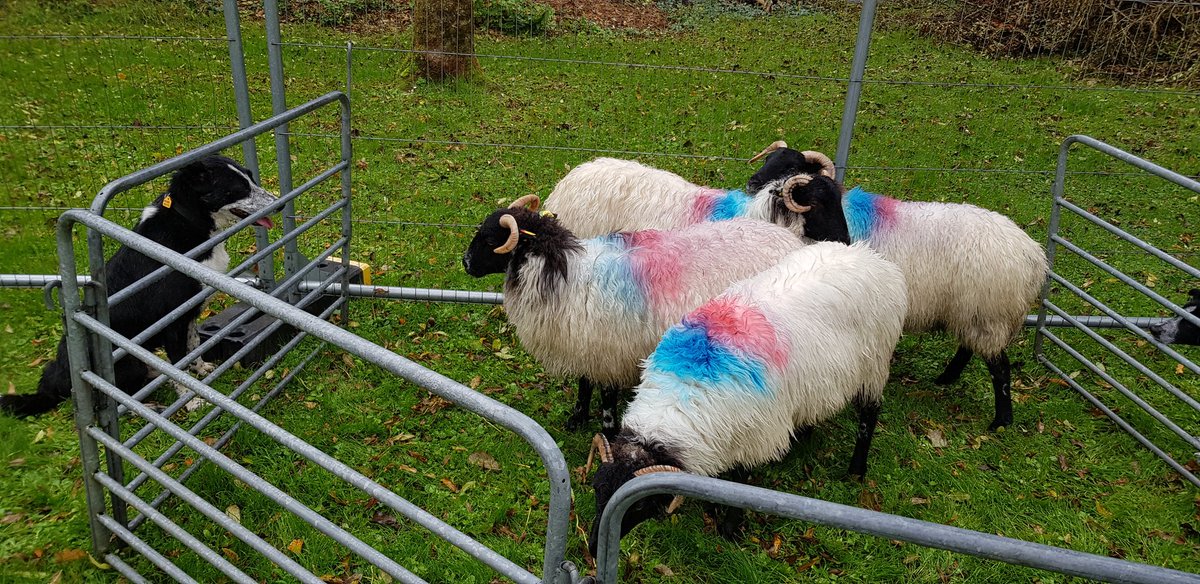 amberleighdoyle's tweet photo. The stand off! Sheep V Sheepdog... 🐶🐏🐑 Call in and check out Joyce Country Sheepdog Displays here beside the marquee. #CongFood #CongFoodFest #CongFoodFestival https://t.co/xwkWElzj3q