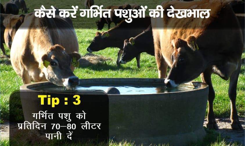 #Tip3

जानिए कैसे करें गर्भित पशुओं की देखभाल 

गाभिन पशु को पीने के लिये 70-80 लीटर प्रतिदिन स्वच्छ व ताजा पानी उपलब्ध कराना चाहिए।

हमारे साथ जुड़े रहिये प्रति दिन सुबह 11और शाम 5 बजे ऐसी ही  उपयोगी टिप्स के लिए।
#CattleFarming #CattleBreeding #BreedingTips