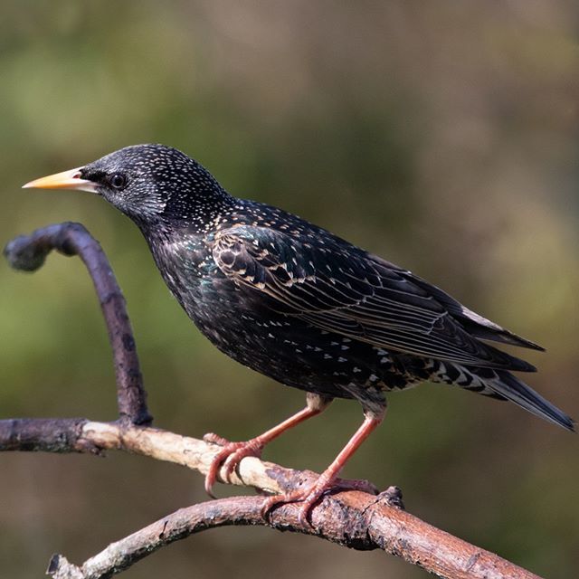 Butterflees's tweet photo. A European Starling glistens in the sun.
.
.
.
#animalvegetablemineral #europeanstarling #starling #invasive #european #starlings #bird #shimmer #young #bird #birding #birdwatching #backyardbirds #nature #iridescent #iridescence https://t.co/srS3uN19JJ https://t.co/MtKwm7SmWf