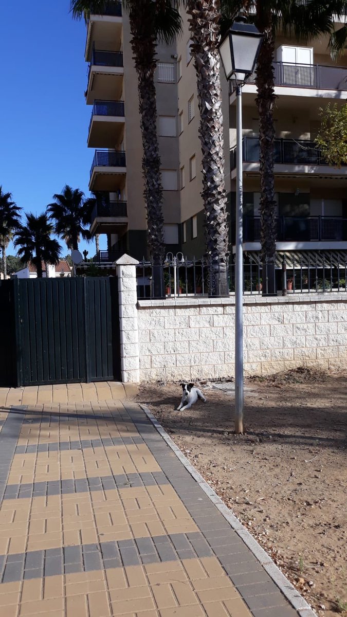 antonio87kuky's tweet photo. Vinieron de vacaciones,y cuando se fueron, se llevaron las maletas, pero se olvidaron el corazón. El pobre sigue esperando en la puerta donde lo abandonaron. 
Por favor rt a ver si encontramos una familia que lo quiera. Está en la Antilla, Lepe. #abandono #huelva #laantilla #lepe https://t.co/W3ZtTf6Hsl