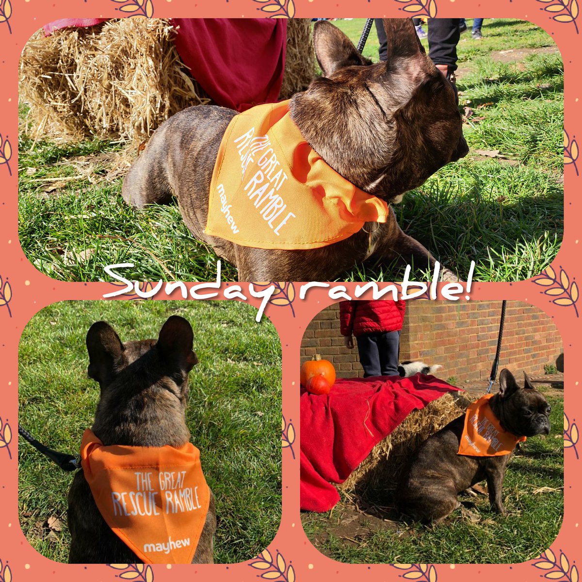 So much fun <a href="/themayhew/">Mayhew 🐶🐱</a> Rescue Ramble today! Come say hi if you see us! #hampsteadheath #parliamenthill #thegreatrescueramble