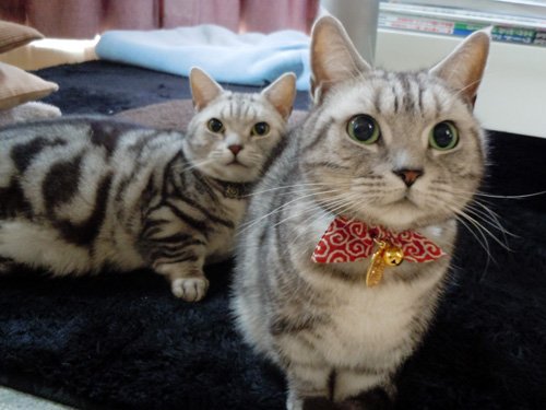 cutecatgear's tweet photo. https://t.co/BaTsrYXdn9 https://t.co/ZDEgznKZin