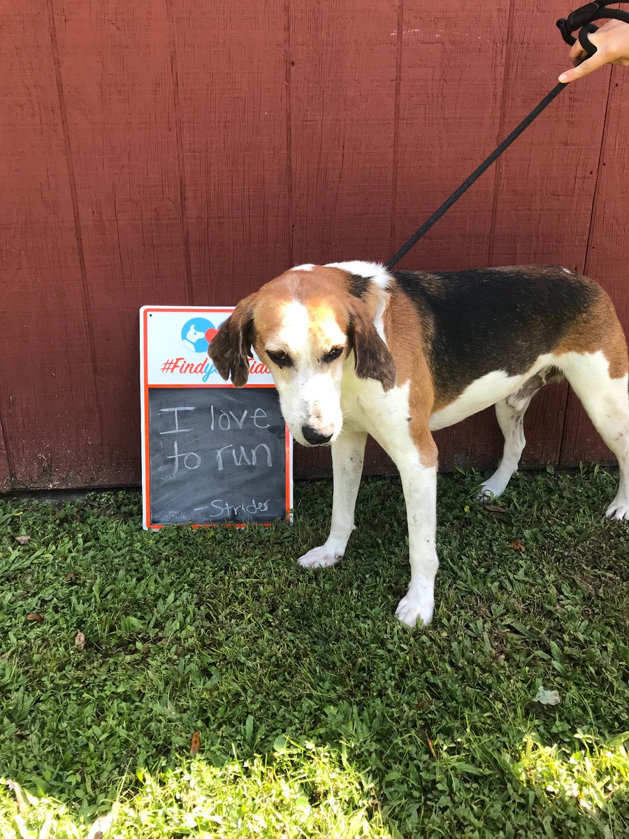 “I just want to run!” - Strider. Strider is young man that loves to keep himself busy by running around in the play yards. He has been here since April. Lets spread the word to help him find his furever home! #findyourfido #adoptdontshop #adoptashelterpet