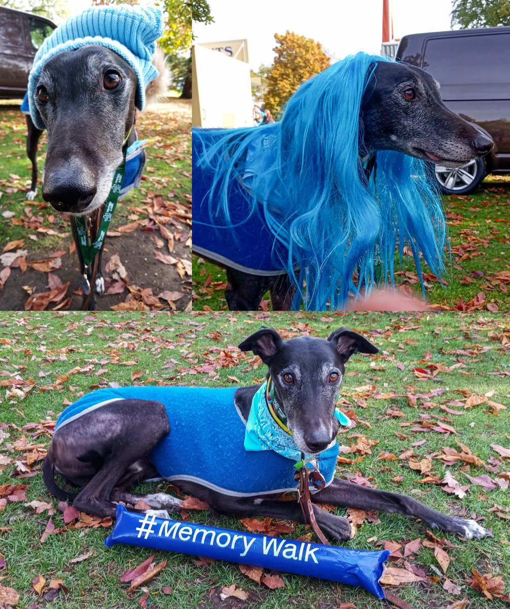 tamsee13's tweet photo. #sponge enjoyed his #memorywalk for #Alzheimerssociety @alzheimerssoc #charitywalk #greyhounds #sighthounds #MemoryWalk2018 https://t.co/riuUiQROQN