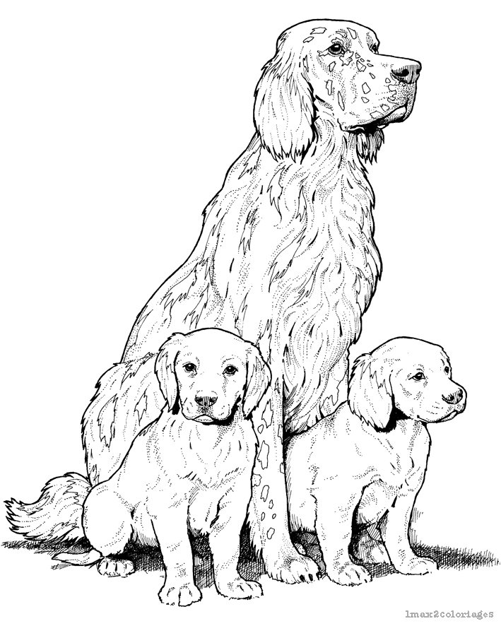 1max2coloriages On Twitter Venez Colorier Differentes Race De Chiens Nouvelle Page Nouveaux Coloriages Ici Le Labrador Et Ses Petits Https T Co 0non6mnbpn Https T Co Azdimrvjhr