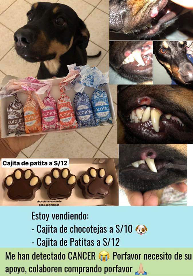 kissblue17's tweet image. Tengo cancer nivel 2 😭Necesito juntar: 
- S/80 consulta oncologica
- S/80 sedacion y operacion 
- S/150 biopsia
- S/160 examenes completos de sangre  BCP: 194-36009839-0-73  (por agente o transferencia 
nombre de: Gustavo Quispe🙏 por favor me ayudas con un RT 🙏😭🐩💙