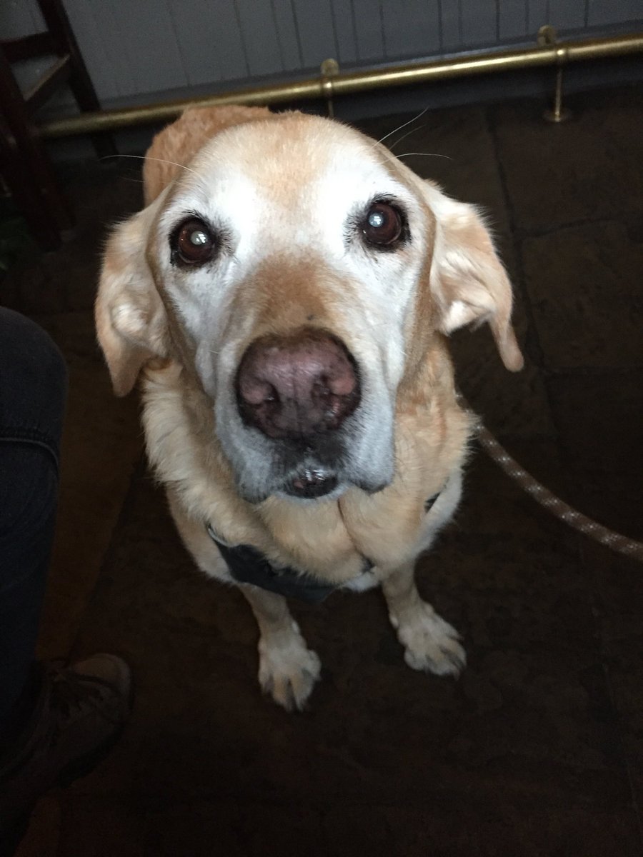 NWWoofers's tweet photo. Erm, ‘scuse me! I believe those pub snacks are for me #neverbeenfed https://t.co/asfq1woG6O