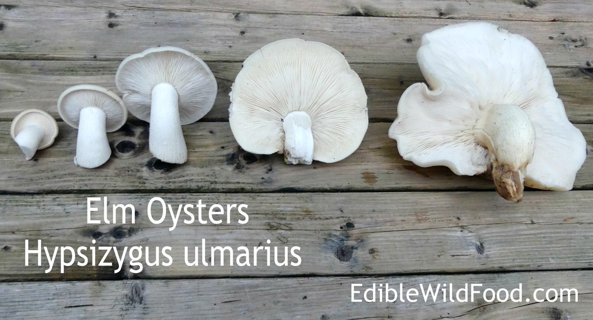 The newest mushroom on the website!! ediblewildfood.com/elm-oyster.aspx #ediblewildmushrooms #wildmushrooms #edibles #SundayFunday #foraging