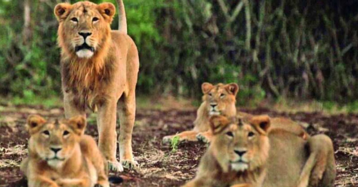 timesofindia's tweet photo. Gir lions will not be relocated, situation under control: Gujarat CM Rupani https://t.co/iiHy5kG2dh https://t.co/IhYV1fcUr4