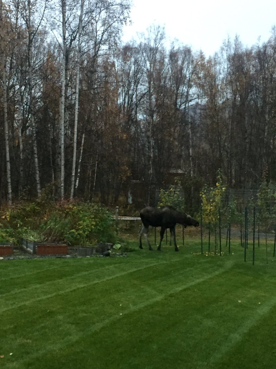 LCElliottAuthor's tweet photo. It wouldn't be an Alaska retreat without at least one moose showing up! #AKRWA #RWA #WritersRetreat #amwriting #amediting https://t.co/K4HKw2Z2MC