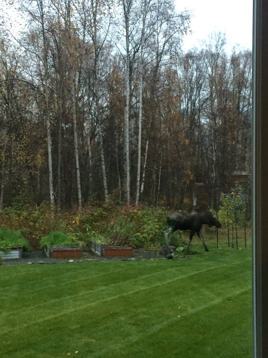 LCElliottAuthor's tweet photo. It wouldn't be an Alaska retreat without at least one moose showing up! #AKRWA #RWA #WritersRetreat #amwriting #amediting https://t.co/K4HKw2Z2MC