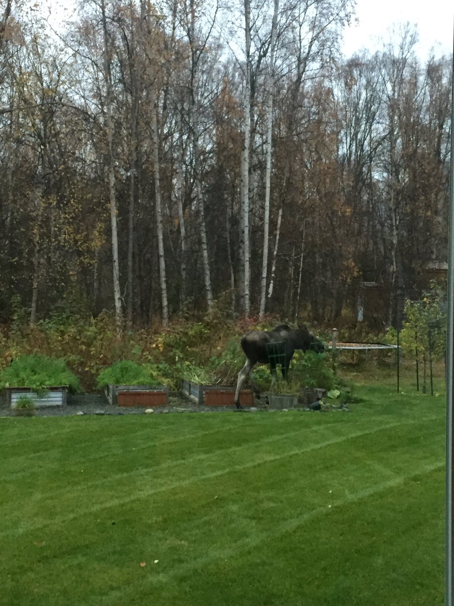 LCElliottAuthor's tweet photo. It wouldn't be an Alaska retreat without at least one moose showing up! #AKRWA #RWA #WritersRetreat #amwriting #amediting https://t.co/K4HKw2Z2MC