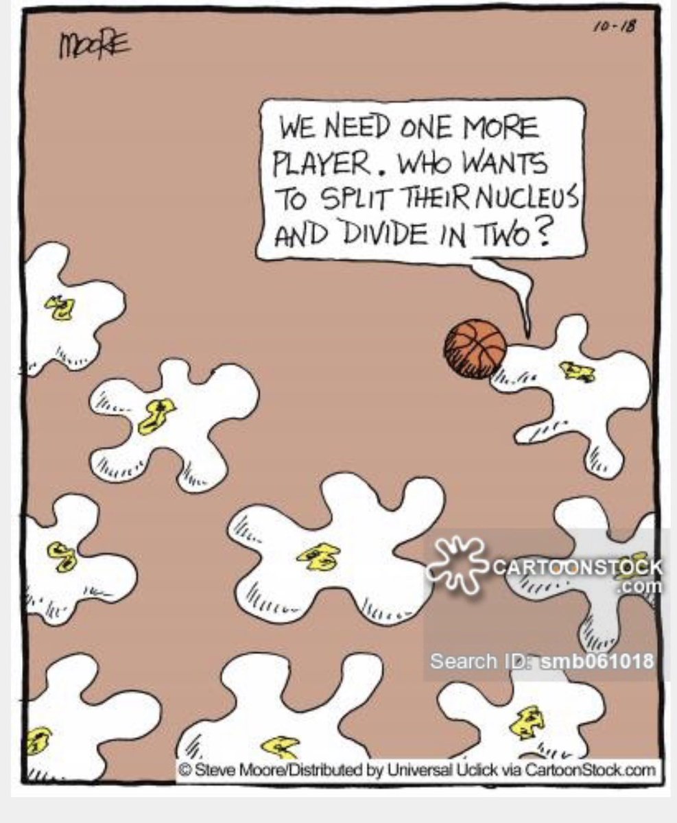 Nucleus4P's tweet photo. The Nucleus: responsible for cell basketball. #wecontrolcelldivision #gootapbio #organellevote2018 https://t.co/8NbBFjnMIp