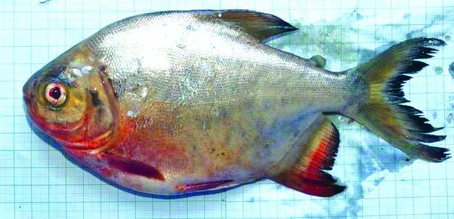 aniruddhasadm's tweet image. After catastrophic floods, #Kerala faces an invasion from #piranhas, African catfish &amp;amp; other non-native predatorial #AlienFish. It could lead to a disaster that might threaten the ecological balance of the Marine life. Scientists advice precaution while farming the fish.