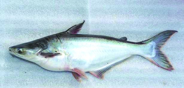 aniruddhasadm's tweet image. After catastrophic floods, #Kerala faces an invasion from #piranhas, African catfish &amp;amp; other non-native predatorial #AlienFish. It could lead to a disaster that might threaten the ecological balance of the Marine life. Scientists advice precaution while farming the fish.