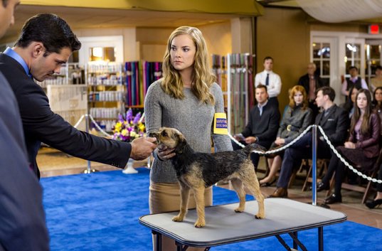 JustForFun16's tweet image. Time for Darcy 3 …. We want the story to continue … More Puppies ... @Hallmarkchannel @billabbotthc @michelevicary @teriWilsonAuthr @ryanpaevey @cindy_busby @Frances_Fisher @LiniEvans @RealTammyGillis @YBall88 #RyanKennedy #hallmarkies