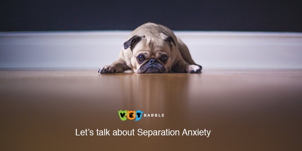 VetBabble's tweet photo. Does your dog suffer from separation anxiety? The solution is never simple, our vets shed some light on some of the best strategies to ease that anxiety: https://t.co/A4xjP8F9pt https://t.co/kh5rI7A2eS