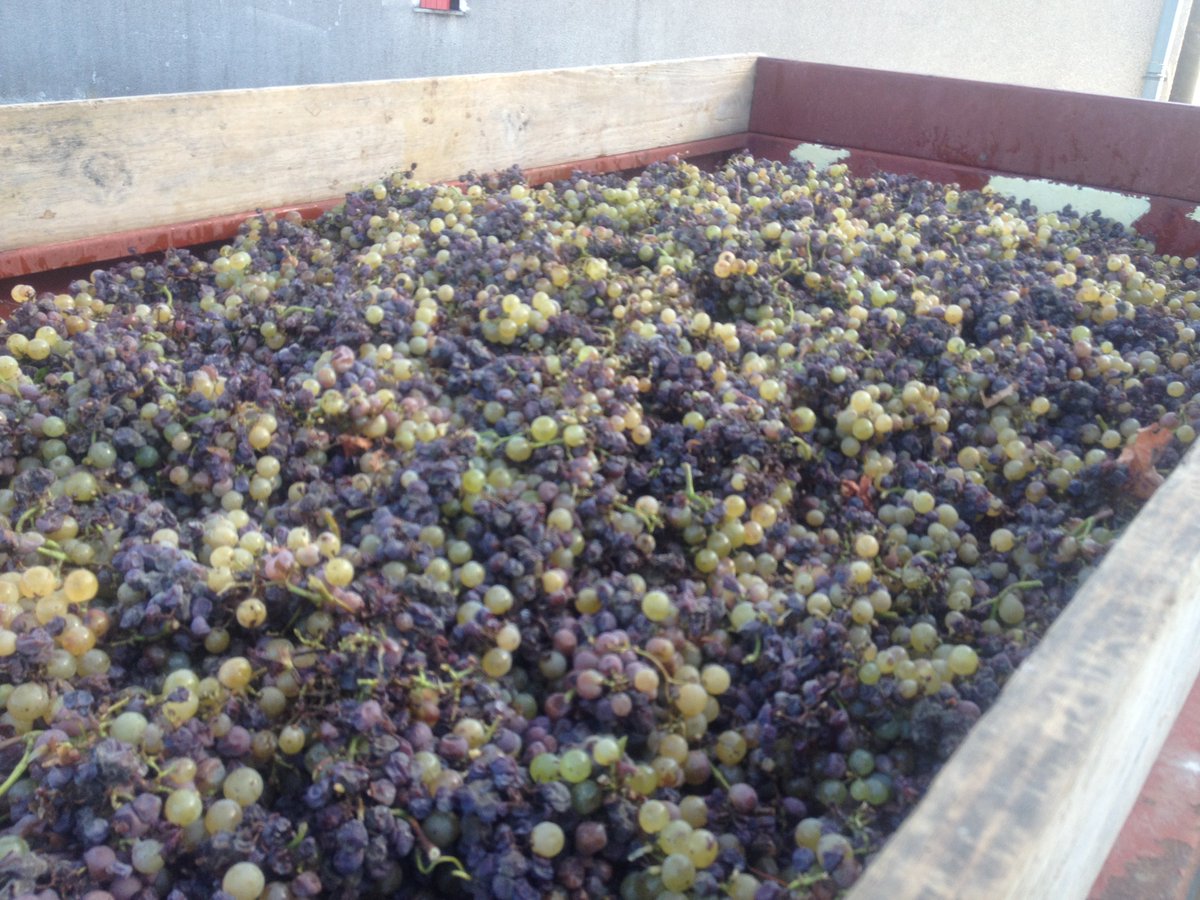 SauternesUnion's tweet photo. Une journée magnifique à #Sauternes.  La cave lance le millésime : des apporteurs  enthousiastes, une trie de  rêve et pour couronner le tout , une équipe photo venue immortaliser l'évènement... #Tutiac #Botrytis #vendanges2018 #Vignerons https://t.co/RimU6sk5d5 … https://t.co/Y14GWB8ns3