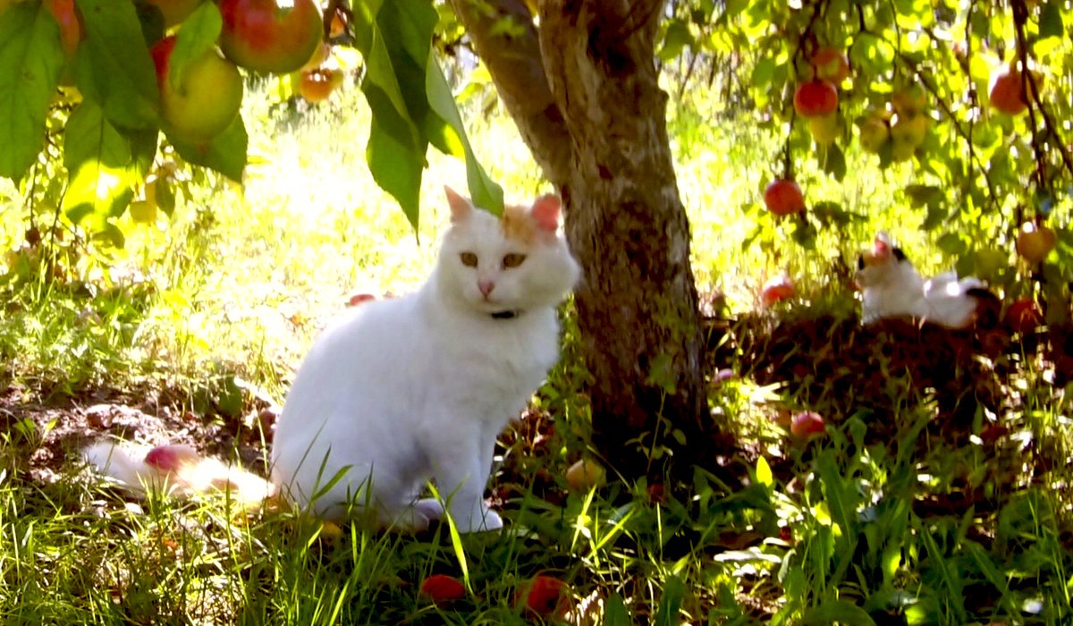 Cat_Invaders tweet picture