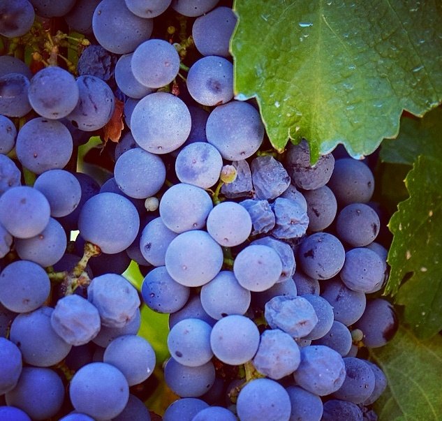 mmaserasf's tweet photo. Ja tenim la caixeta de vinet de @analec1. Quin goig... Gràcies per convidar-nos! #aralleida #adnlleida #nolec #aralleidawine #verdú #docostersdelsegre #urgellturisme
#ThePhotoHour #photography #wine #Catalunya @ramonsunyer
#valldelriucorb 🎗️ https://t.co/lXViZqOUyQ