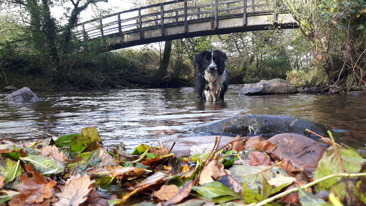 GayleMarsh14's tweet photo. Haven't done this walk for a while. So lucky to have all of this on my doorstep. #walking #Wales #HenrhydWaterfall #Cribarth #CraigYnosCountryPark #BreconBeacons https://t.co/MuoqxW17pk