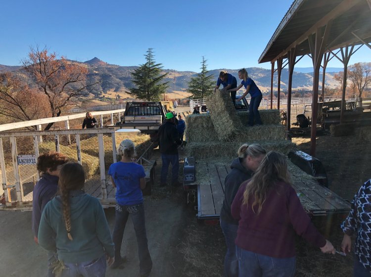 AndryannaNW12's tweet photo. The Hilt and Hornbrook communities are still recovering from the #KlamathonFire.
Here’s a quick snapshot of how one woman and the Shasta View 4H Club are helping those communities get on the road to recovery. #KlamathonHayDrive
Watch NewsWatch 12 at 5 and 6 for the full story. https://t.co/o4llEpS53x