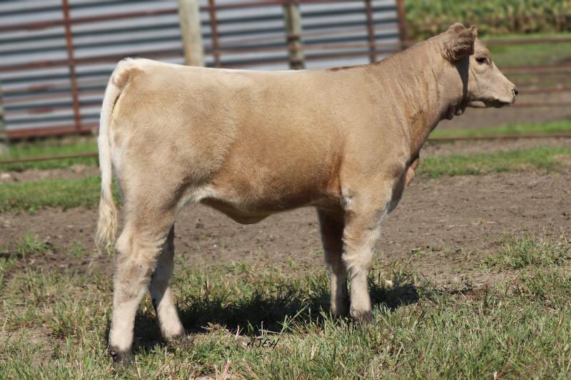 The Maternal Madams Sale is now open for bidding.A complete offering of show heifers,Composite Charolais heifers,embryos, a flush, recipient cows,donor female and embryos by M&amp;M Outsider! We appreciate your consideration. 

wlivestock.com/auction/2683