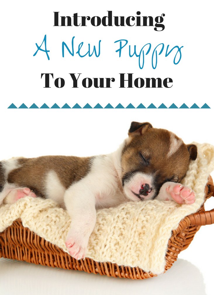 DogsZoom's tweet image. In this article, I will speak about what to do after adopting a new puppy. Most dog owners' do terrible mistakes trying to educate their new puppy, here you will learn first things to do with your new furry friend. Link below
dogszoom.com/what-to-do-aft…
#dogs #puppylove #puppy