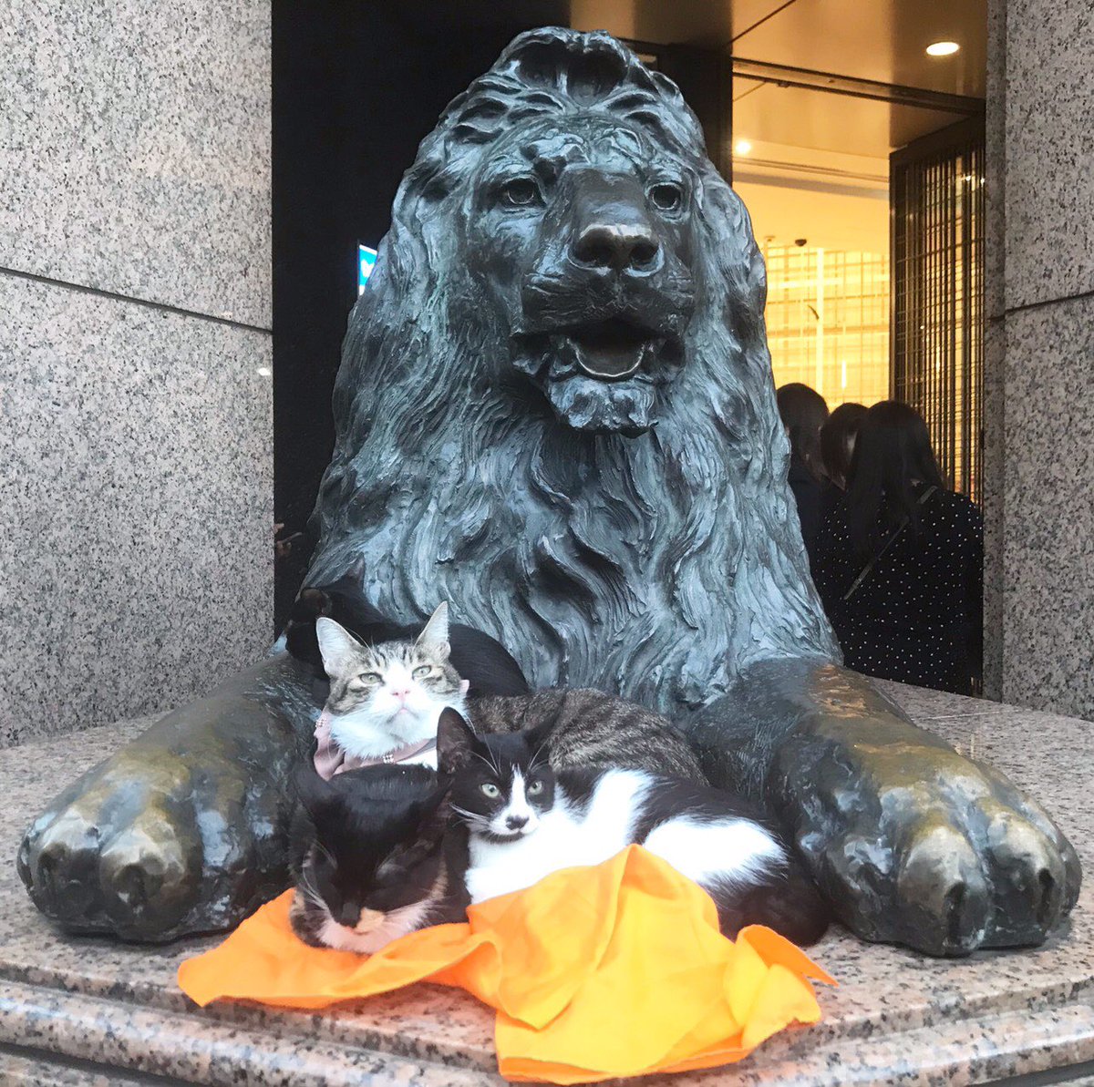 Minaco 昨日ね 銀座三越 の ライオン のところに にゃんこが 匹いたんだよ 銀座三越ライオン ねこ 猫 Cat Why
