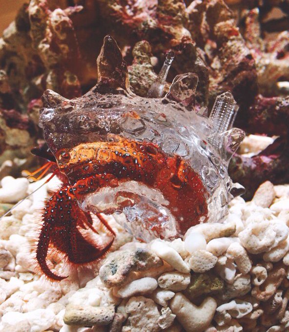 ヤドカリのtwitterイラスト検索結果 古い順