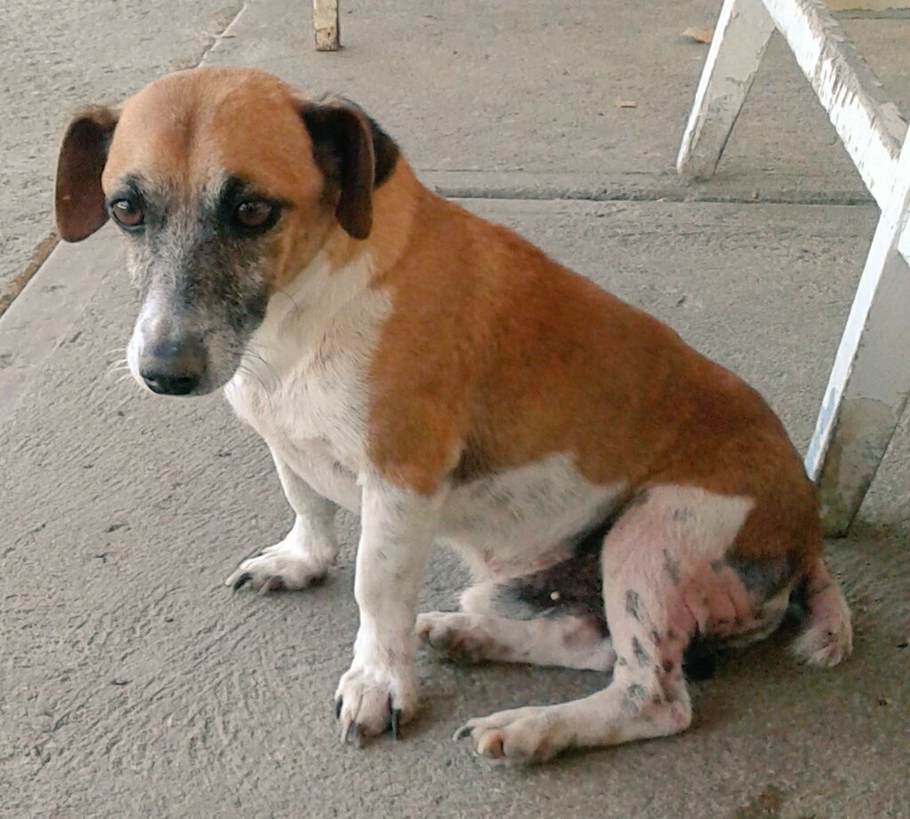 asoacan's tweet photo. Muchos buscan cachorros para forjar el cariño, pocos son los que se aventuran a conseguirlo de verdad. Anímate a adoptar a un perro de avanzada edad, ellos lo ncesitan también. Hacerlo es uno de los actos de amor más hermosos que puedan existir. https://t.co/AgEd7E2t0N