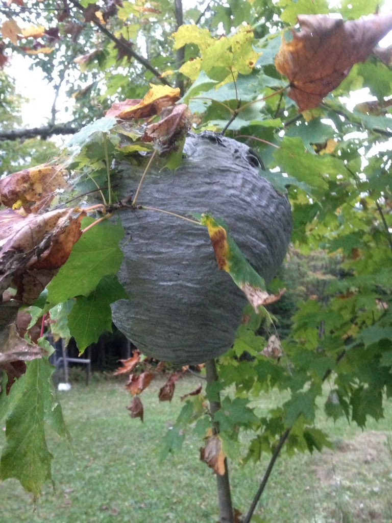 dailystem's tweet photo. When the leaves start falling, it's easier to find incredible feats of #Engineering like hives & nests!
#BackyardSTEM https://t.co/Vd6QQg85Sq