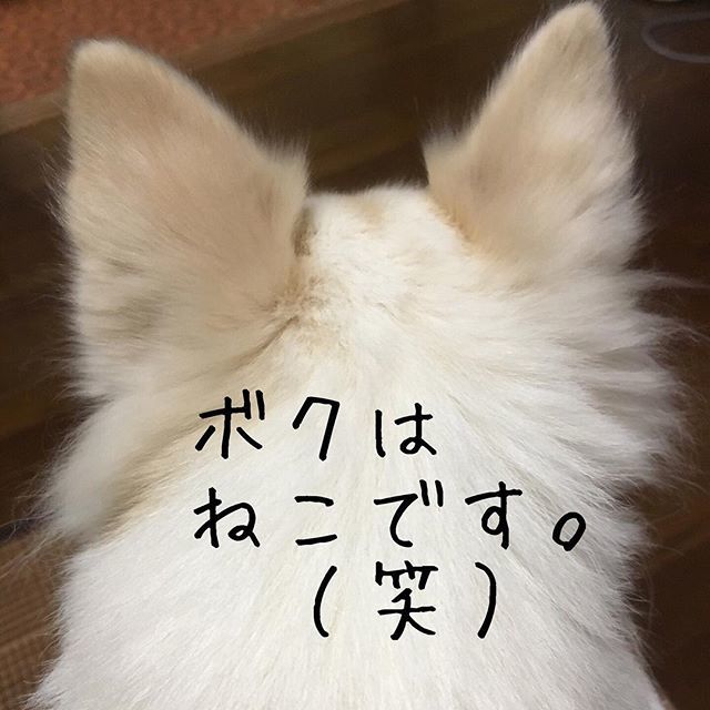 patchi_0617thx's tweet photo. .
ねこみたい？（笑）🐈
そう、ボクはねこです。（笑）😹
.
.
.
#ねこ #ネコ #仔猫 #いぬ #イヌ #ちわわ #チワワ #後ろからみるとネコみたい #耳の後ろは茶色 #いぬのきもち #いぬすたぐらむ #イヌスタグラム #わんこ #犬 #癒し #ふわもこ部
. https://t.co/ibqIJyHTrv https://t.co/NvsAZSk7ca